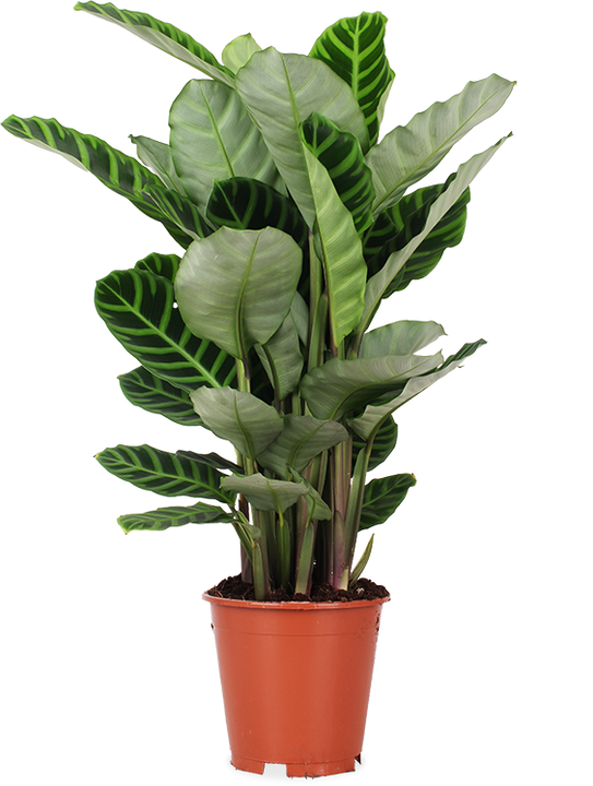 Calathea zebrina (Pauwenplant) (M)