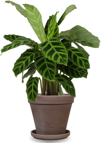 Calathea zebrina (Pauwenplant) (S)