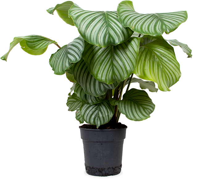 Calathea orbifolia (Pauwenplant) (M)