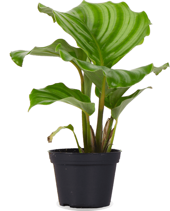 Calathea orbifolia (Pauwenplant) (XS)