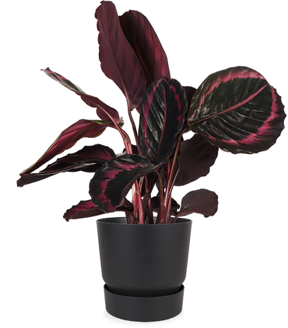 Calathea surprisestar (Pauwenplant) (S)