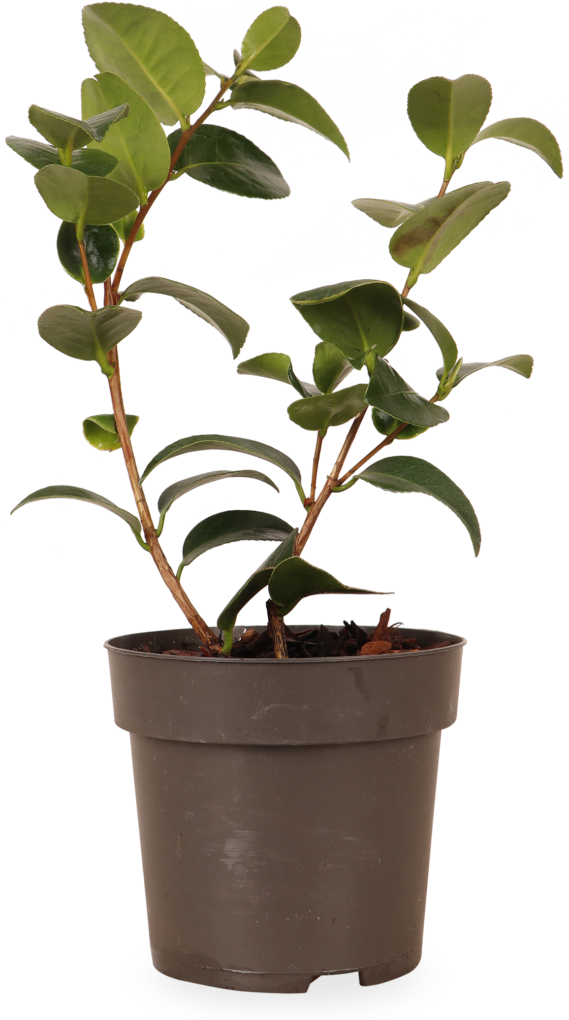 Japanse roos (S) (Camellia jap. "Volunteer")