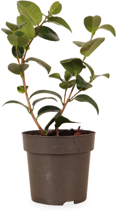 Japanse roos (S) (Camellia jap. "Volunteer")