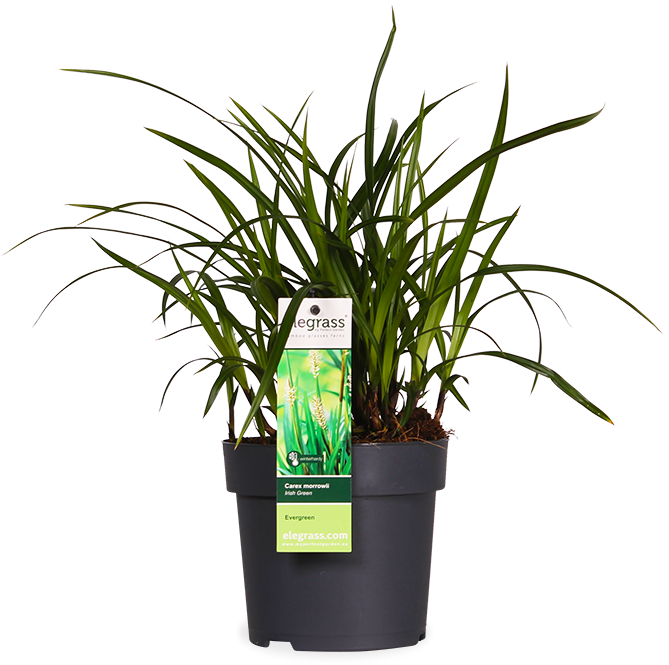 Carex morrowii "irish green" (Japanse Zegge) (S)