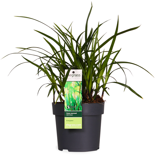 Japanse Zegge (S) (Carex morrowii "irish green")