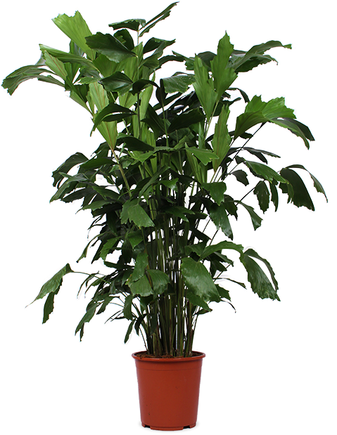 Caryota mitis (Vissenstaartpalm) (XL) (150cm)