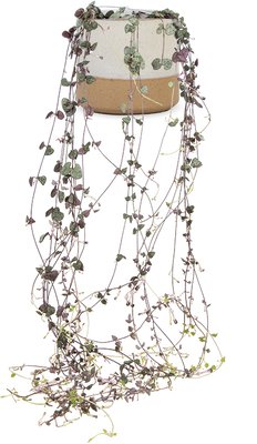 Ceropegia woodii (Chinees lantaarnplantje)