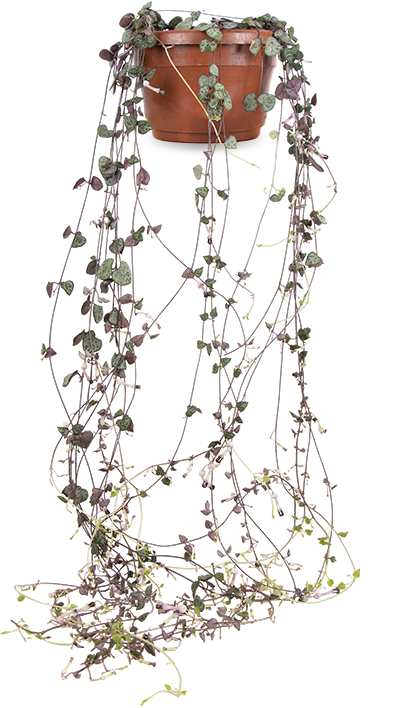 Ceropegia woodii (Chinees lantaarnplantje)