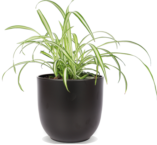 Chlorophytum (Graslelie) (S)