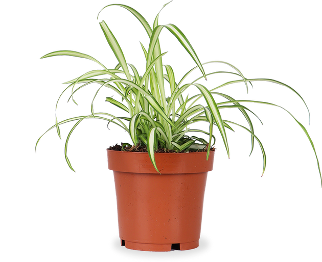 Chlorophytum (Graslelie) (S)