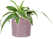 Chlorophytum ocean (Graslelie) (XS)