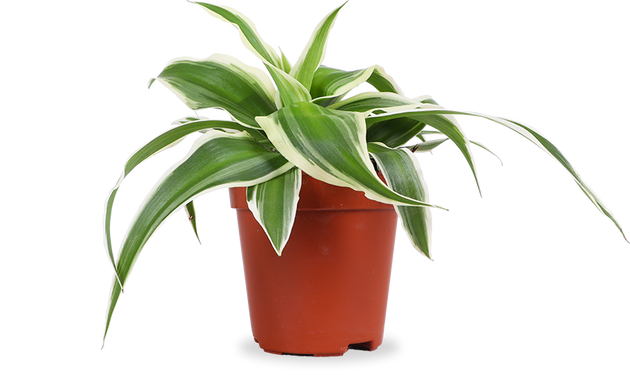 Chlorophytum ocean (Graslelie) (XS)