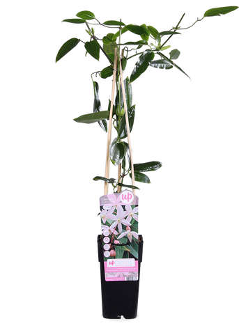 Clematis armandii "apple blossom" (Bosrank) (M)