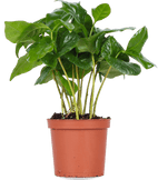 Coffea arabica (Koffieplant) (XS)