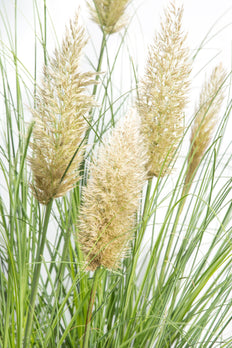 Cortaderia selloana evita (Pampasgras) (M)
