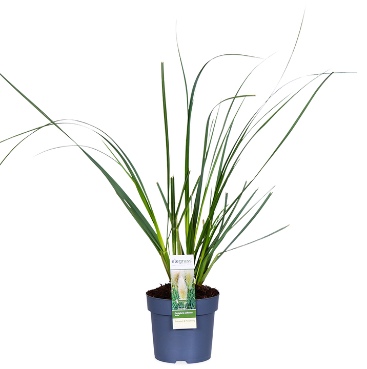 Cortaderia selloana evita (Pampasgras) (S)