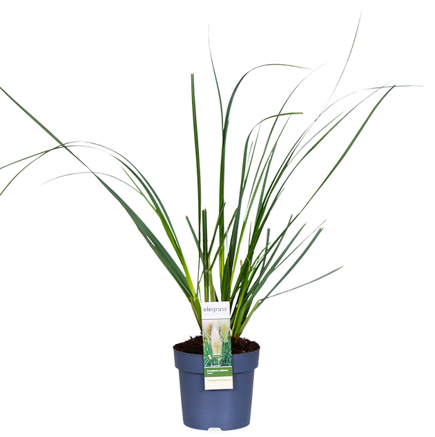 Cortaderia selloana evita (Pampasgras) (M)