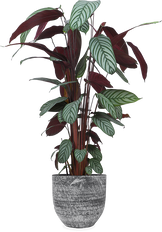 Ctenanthe oppenheimiana (XL)