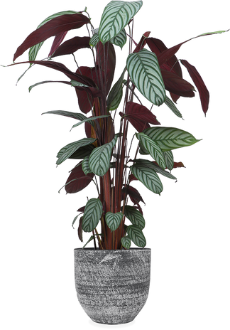 Ctenanthe oppenheimiana (XL)