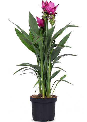 Curcuma siam splash (Kurkuma) (M)