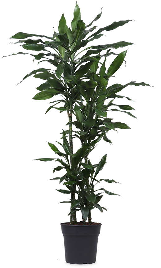 dracaena kopen Dracaena Janet Lind (Drakenbloedboom) kopen? | Mojo