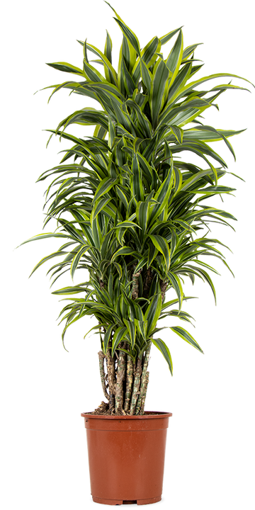 Dracaena lemon lime vertakt (Drakenbloedboom) (XL)