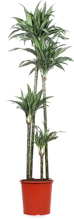Dracaena ulises (Drakenbloedboom) (XL)