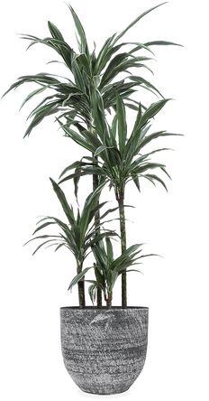 Dracaena warneckei (Drakenbloedboom) (XL)