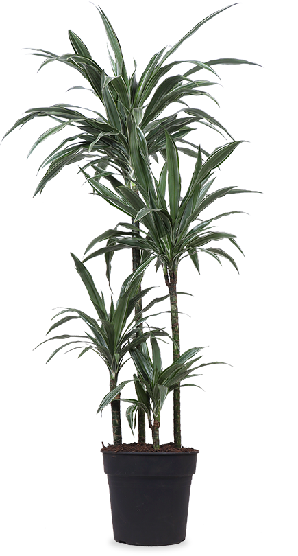 Dracaena warneckei (Drakenbloedboom) (XL)