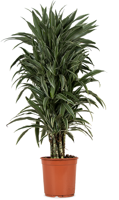 Dracaena warneckei vertakt (Drakenbloedboom) (L)