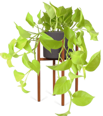 Epipremnum pinnatum "golden pothos" (Drakenklimop) (S)