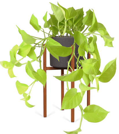Epipremnum pinnatum "golden pothos" (Drakenklimop) (S)