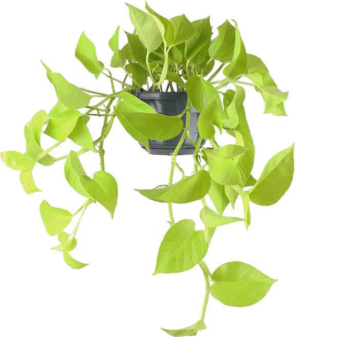 Epipremnum pinnatum "golden pothos" (Drakenklimop) (S)