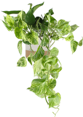Epipremnum pinnatum "marble queen" (Drakenklimop) (S)