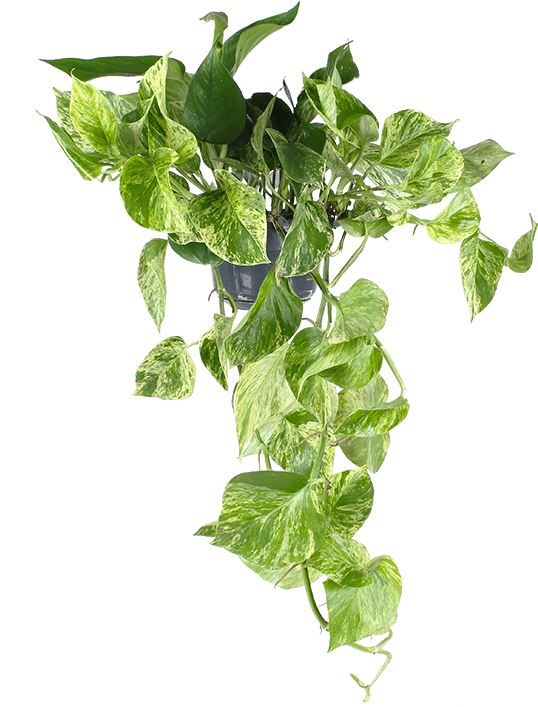 Epipremnum pinnatum "marble queen" (Drakenklimop) (S)