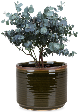 Eucalyptus gunnii (Gomboom)