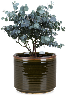 Eucalyptus gunnii (Gomboom)