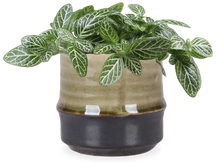 Fittonia Verschaffeltii (Mozaiekplantje) (XS)