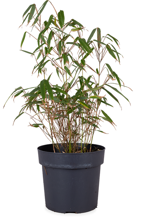 Fargesia rufa (Bamboe) (M)