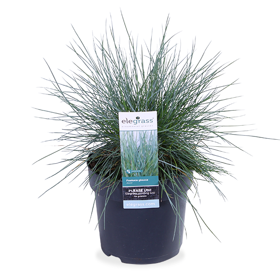 Festuca glauca "azura blue" (Blauw schapengras) (S)