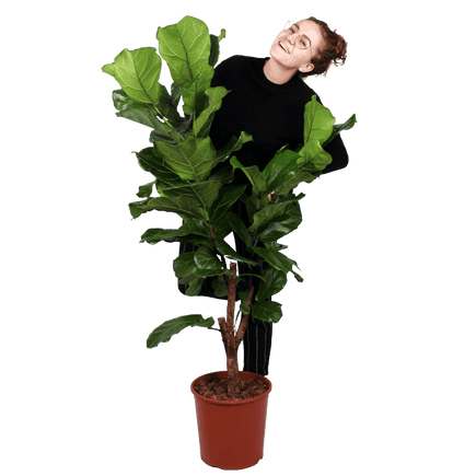 Plantenliefhebber