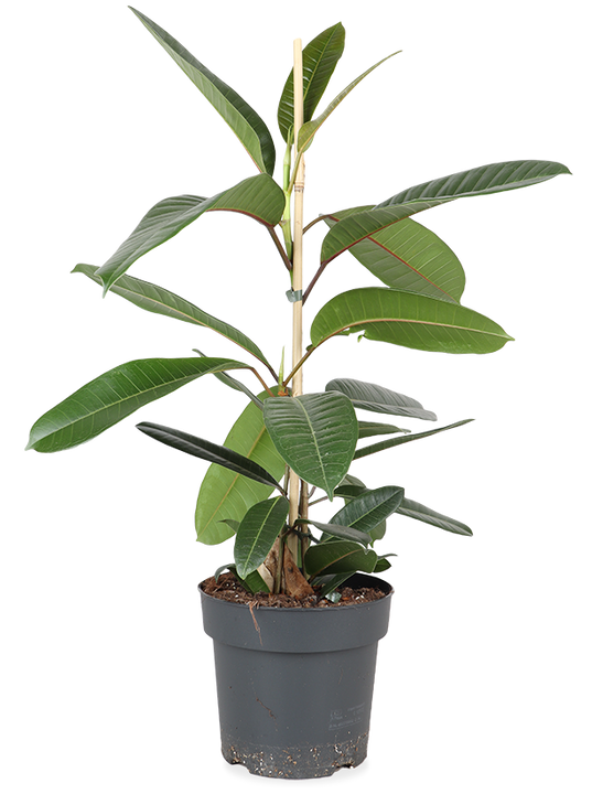 Ficus trésor (Rubberplant) (M)