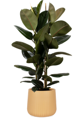 Ficus elastica (Rubberplant) (L)