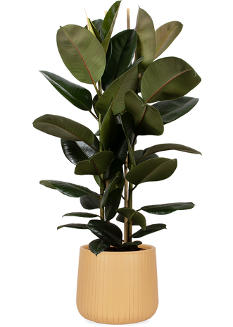 Ficus elastica (Rubberplant) (L)