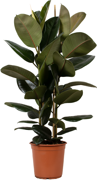 Ficus elastica (Rubberplant) (L)