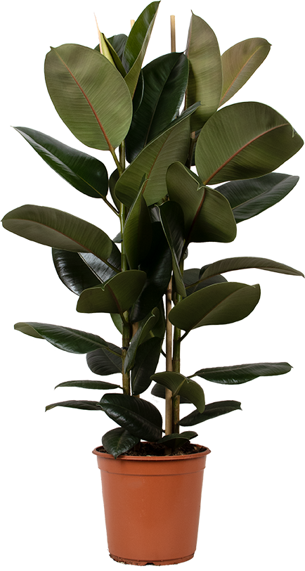 Ficus elastica (Rubberplant) (L)