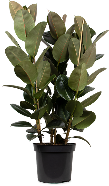Ficus elastica (Rubberplant) (XL)