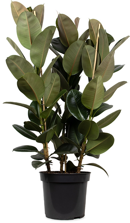 Ficus elastica (Rubberplant) (XL)