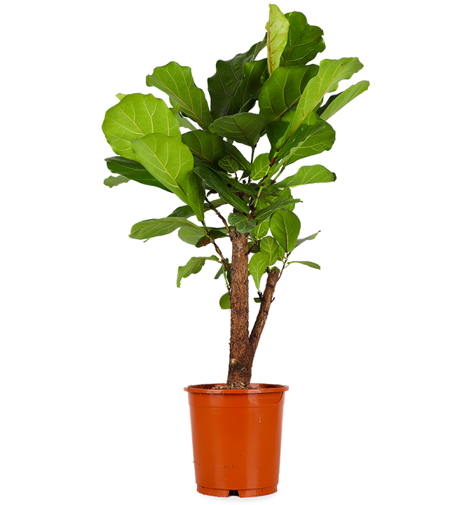 Ficus Lyrata vertakt op stam (Tabaksplant) (L)
