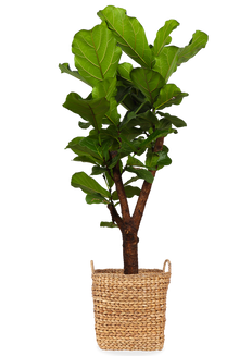 Ficus lyrata vertakt op stam (Tabaksplant) (L)